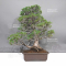VENDU Pinus pentaphylla zuisho ref :07011239
