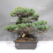 Pinus pentaphylla du Japon 1711236