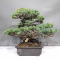 PT Pinus pentaphylla du Japon 1711236