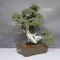 Juniperus rigida 1711237