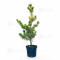 Pinus parviflora du Japon "goldilock"