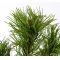 Pinus parviflora ssp. pentaphylla hagoromo pot 4.l