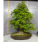 acer palmatum 150525