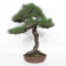 Pinus thunbergii ref:12070251