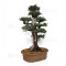 juniperus rigida ref: 19070252
