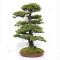 picea  jezoensis 28070252