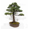 picea  jezoensis 28070251