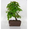 carpinus turczaninowii ref : 23070251