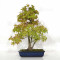 Acer palmatum ref: 23070252