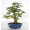 acer palmatum seigen  ref : 23070253