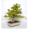 pseudocamelia japonica 23070254