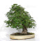 acer palmatum beni chidori 23070255