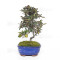 eleagnus pungens maculata aurea 12020258