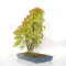 Acer palmatum ref: 24070251