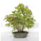 VENDU acer palmatum ref: 24070254
