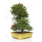 acer palmatum deshojo 24070253