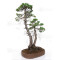 PINUS PENTAPHYLLA ref: 24070255