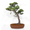 Pinus pentaphylla du Japon ref :24070256