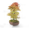 acer palmatum deshojo 17030234