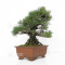 Pinus thunbergii ref: 120202512