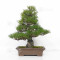 Pinus thunbergii ref: 120202513