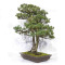 pinus pentaphylla 120202510