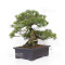 Pinus pentaphylla ref 12020253