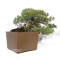 pinus pentaphylla 12020259