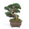 pinus pentaphylla nasu musume  ref:21020252