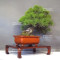 pinus thunbergii 12100241