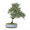 juniperus rigida ref: 210202514