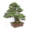 pin 5 aiguilles kokonoe ref 210202512