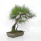 pinus densiflora ref : 210202511
