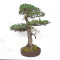 Pinus pentaphylla ref: 21020254