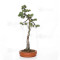 Pinus pentaphylla ref 21020255