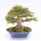 Acer buergerianum ref:25090251