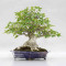 acer buergerianum ref: 25090252