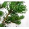 Pinus parviflora var. negishi