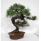 Pinus thunbergii ref: 28070262