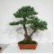 PINUS PENTAPHYLLA ref: 28070261