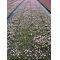 Set of 4 rhodohypoxis 2 apple blossom + 2 millioid