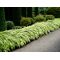 hakonechloa macra aureola livrée pot plastique