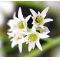 mukdenia rossii (aceriphyllum rossii)