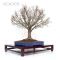 Zelkova serrata bonsai ref: 260501018