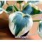 Hosta Blue ivory