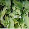 Hosta Neptune