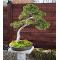 Bonsai granite stand 100 cm