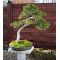 Stele granite bonsai 130 cm