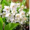 styrax japonicus bonsai ref: 20120134