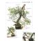 BONSAI FOCUS N°  75